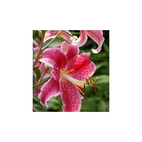 Stargazer